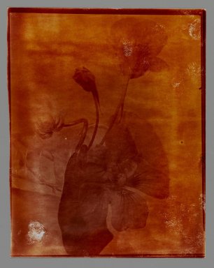 Consuelo Kanaga (American, 1894–1978). <em>[Untitled] (Flowers in a Glass)</em>. Gelatin silver print, 8 x 6 3/8 in. (20.3 x 16.2 cm). Brooklyn Museum, Gift of Wallace B. Putnam from the Estate of Consuelo Kanaga, 82.65.163 (Photo: Brooklyn Museum, 82.65.163_PS2.jpg)