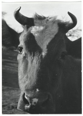 Consuelo Kanaga (American, 1894-1978). <em>[Untitled] (Cow)</em>. Gelatin silver photograph Brooklyn Museum, Gift of Wallace B. Putnam from the Estate of Consuelo Kanaga, 82.65.221 (Photo: Brooklyn Museum, 82.65.221_PS2.jpg)