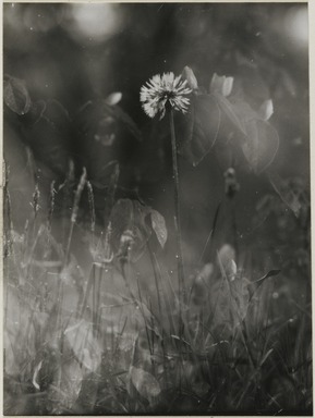 Consuelo Kanaga (American, 1894-1978). <em>[Untitled] (Weeds)</em>. Gelatin silver print, 3 7/8 x 2 7/8 in. (9.8 x 7.3 cm). Brooklyn Museum, Gift of Wallace B. Putnam from the Estate of Consuelo Kanaga, 82.65.2230 (Photo: Brooklyn Museum, 82.65.2230_PS2.jpg)