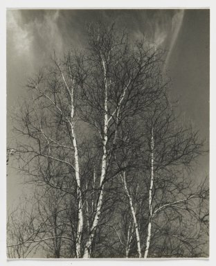 Consuelo Kanaga (American, 1894–1978). <em>[Untitled] (Birch Trees)</em>. Gelatin silver print, 4 3/4 x 3 7/8 in. (12.1 x 9.8 cm). Brooklyn Museum, Gift of Wallace B. Putnam from the Estate of Consuelo Kanaga, 82.65.250 (Photo: Brooklyn Museum, 82.65.250_PS2.jpg)