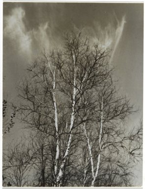Consuelo Kanaga (American, 1894-1978). <em>[Untitled] (Birch Trees)</em>. Gelatin silver print, 4 3/4 x 3 3/4 in. (12.1 x 9.5 cm). Brooklyn Museum, Gift of Wallace B. Putnam from the Estate of Consuelo Kanaga, 82.65.251 (Photo: Brooklyn Museum, 82.65.251_PS2.jpg)