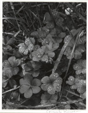 Consuelo Kanaga (American, 1894-1978). <em>[Untitled] (Dew on Clover)</em>. Gelatin silver photograph, Image: 4 3/4 x 3 3/4 in. (12.1 x 9.5 cm). Brooklyn Museum, Gift of Wallace B. Putnam from the Estate of Consuelo Kanaga, 82.65.266 (Photo: Brooklyn Museum, 82.65.266_PS2.jpg)