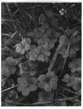 Consuelo Kanaga (American, 1894-1978). <em>[Untitled] (Dew on Clover)</em>. Gelatin silver photograph, 4 3/4 x 3 3/4 in. (12.1 x 9.5 cm). Brooklyn Museum, Gift of Wallace B. Putnam from the Estate of Consuelo Kanaga, 82.65.267 (Photo: Brooklyn Museum, 82.65.267_PS2.jpg)