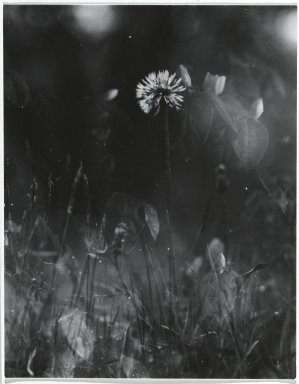 Consuelo Kanaga (American, 1894-1978). <em>[Untitled] (Dandelion in Grass)</em>. Gelatin silver print, 3 3/4 x 2 7/8 in. (9.5 x 7.3 cm). Brooklyn Museum, Gift of Wallace B. Putnam from the Estate of Consuelo Kanaga, 82.65.273 (Photo: Brooklyn Museum, 82.65.273_PS2.jpg)