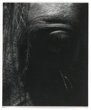 Consuelo Kanaga (American, 1894-1978). <em>[Untitled] (Horse's Eye)</em>. Gelatin silver print, 4 x 3 1/2 in. (10.2 x 8.9 cm). Brooklyn Museum, Gift of Wallace B. Putnam from the Estate of Consuelo Kanaga, 82.65.275 (Photo: Brooklyn Museum, 82.65.275_PS2.jpg)