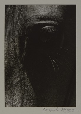 Consuelo Kanaga (American, 1894-1978). <em>[Untitled] (Horse's Eye)</em>. Gelatin silver print, 4 x 3 1/2 in. (10.2 x 8.9 cm). Brooklyn Museum, Gift of Wallace B. Putnam from the Estate of Consuelo Kanaga, 82.65.275 (Photo: Brooklyn Museum, 82.65.275_PS20.jpg)