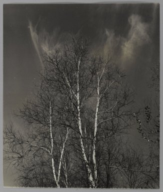 Consuelo Kanaga (American, 1894–1978). <em>[Untitled] (Birch Trees)</em>. Gelatin silver print, 12 x 10 1/4 in. (30.5 x 26 cm). Brooklyn Museum, Gift of Wallace B. Putnam from the Estate of Consuelo Kanaga, 82.65.332 (Photo: Brooklyn Museum, 82.65.332_PS1.jpg)