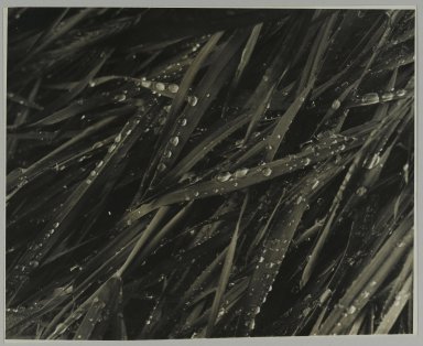 Consuelo Kanaga (American, 1894–1978). <em>[Untitled] (Raindrops on Grass)</em>. Gelatin silver print, 7 5/8 x 9 1/2 in. (19.4 x 24.1 cm). Brooklyn Museum, Gift of Wallace B. Putnam from the Estate of Consuelo Kanaga, 82.65.333 (Photo: Brooklyn Museum, 82.65.333_PS2.jpg)