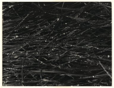 Consuelo Kanaga (American, 1894-1978). <em>[Untitled] (Raindrops on Grass)</em>. Gelatin silver print, image: 9 1/4 x 7 1/8 in. (23.5 x 18.1 cm). Brooklyn Museum, Gift of Wallace B. Putnam from the Estate of Consuelo Kanaga, 82.65.334 (Photo: Brooklyn Museum, 82.65.334_PS2.jpg)