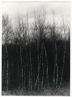 Consuelo Kanaga (American, 1894-1978). <em>[Untitled] (Birch Trees)</em>. Gelatin silver print, 8 3/8 x 6 1/8 in. (21.3 x 15.6 cm). Brooklyn Museum, Gift of Wallace B. Putnam from the Estate of Consuelo Kanaga, 82.65.336 (Photo: Brooklyn Museum, 82.65.336_PS2.jpg)