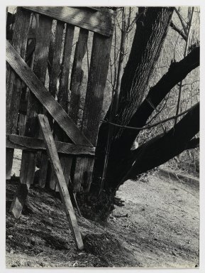 Consuelo Kanaga (American, 1894-1978). <em>[Untitled] (Fence and Tree)</em>. Gelatin silver print, 8 5/8 x 6 3/8 in. (21.9 x 16.2 cm). Brooklyn Museum, Gift of Wallace B. Putnam from the Estate of Consuelo Kanaga, 82.65.340 (Photo: Brooklyn Museum, 82.65.340_PS2.jpg)