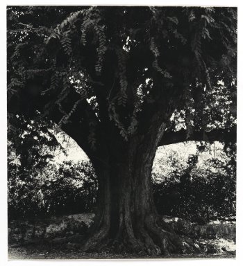 Consuelo Kanaga (American, 1894-1978). <em>[Untitled] (Tree)</em>. Gelatin silver print, Other: 8 1/4 x 7 1/2 in. (21 x 19.1 cm). Brooklyn Museum, Gift of Wallace B. Putnam from the Estate of Consuelo Kanaga, 82.65.342 (Photo: Brooklyn Museum, 82.65.342_PS2.jpg)