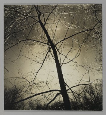 Consuelo Kanaga (American, 1894–1978). <em>[Untitled] (Tree)</em>. Gelatin silver print, 8 1/2 x 7 7/8 in. (21.6 x 20 cm). Brooklyn Museum, Gift of Wallace B. Putnam from the Estate of Consuelo Kanaga, 82.65.343 (Photo: Brooklyn Museum, 82.65.343_PS1.jpg)
