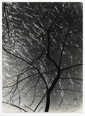 Consuelo Kanaga (American, 1894-1978). <em>[Untitled] (Ice Storm)</em>. Gelatin silver print, 9 1/2 x 7 in. (24.1 x 17.8 cm). Brooklyn Museum, Gift of Wallace B. Putnam from the Estate of Consuelo Kanaga, 82.65.345 (Photo: Brooklyn Museum, 82.65.345_PS2.jpg)