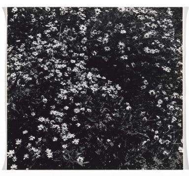 Consuelo Kanaga (American, 1894–1978). <em>[Untitled] (Flowers)</em>. Gelatin silver print, 7 1/8 x 7 3/4 in. (18.1 x 19.7 cm). Brooklyn Museum, Gift of Wallace B. Putnam from the Estate of Consuelo Kanaga, 82.65.347 (Photo: Brooklyn Museum, 82.65.347_PS2.jpg)