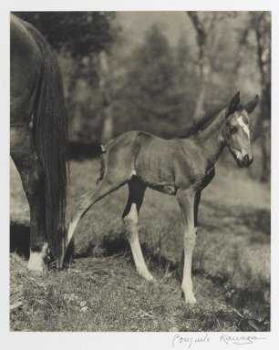 Consuelo Kanaga (American, 1894-1978). <em>[Untitled] (Colt)</em>. Gelatin silver photograph, 9 1/4 x 7 1/2 in. (23.5 x 19.1 cm). Brooklyn Museum, Gift of Wallace B. Putnam from the Estate of Consuelo Kanaga, 82.65.371 (Photo: Brooklyn Museum, 82.65.371_PS2.jpg)