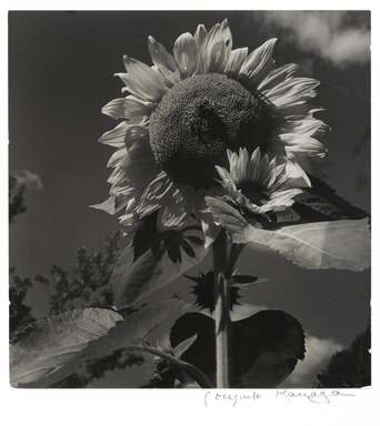 Consuelo Kanaga (American, 1894-1978). <em>Sunflower</em>, 1942. Gelatin silver print, frame: 20 5/16 × 15 5/16 × 1 1/2 in. (51.6 × 38.9 × 3.8 cm). Brooklyn Museum, Gift of Wallace B. Putnam from the Estate of Consuelo Kanaga, 82.65.377 (Photo: Brooklyn Museum, 82.65.377_PS2.jpg)