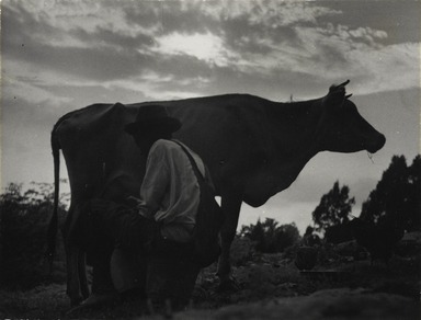 Consuelo Kanaga (American, 1894-1978). <em>Milking Time</em>, 1948. Gelatin silver photograph, Image: 3 5/8 x 4 3/4 in. (9.2 x 12.1 cm). Brooklyn Museum, Gift of Wallace B. Putnam from the Estate of Consuelo Kanaga, 82.65.426 (Photo: Brooklyn Museum, 82.65.426_PS2.jpg)