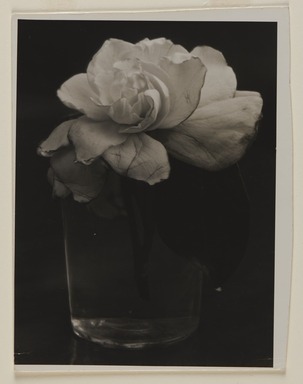 Consuelo Kanaga (American, 1894-1978). <em>Camellia in Water</em>, 1927-1928. Gelatin silver print, image: 6 7/8 × 5 3/16 in. (17.5 × 13.2 cm). Brooklyn Museum, Gift of Wallace B. Putnam from the Estate of Consuelo Kanaga, 82.65.437A (Photo: Brooklyn Museum, 82.65.437A_PS20.jpg)