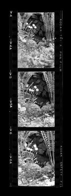 Consuelo Kanaga (American, 1894–1978). <em>[Untitled]</em>. Negative, 4 1/2 x 1 3/8 in. (11.4 x 3.5 cm). Brooklyn Museum, Gift of Wallace B. Putnam from the Estate of Consuelo Kanaga, 82.65.620 (Photo: Brooklyn Museum, 82.65.620.jpg)