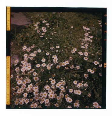 Consuelo Kanaga (American, 1894–1978). <em>[Untitled]</em>. Negative, 2 1/4 x 2 1/4 in. (5.7 x 5.7 cm). Brooklyn Museum, Gift of Wallace B. Putnam from the Estate of Consuelo Kanaga, 82.65.675 (Photo: Brooklyn Museum, 82.65.675.jpg)