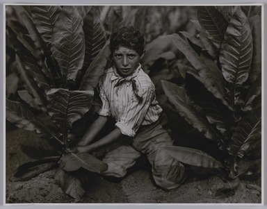 Lewis Wickes Hine (American, 1874-1940). <em>Child Labor in Tobacco Field, Connecticut</em>, 1916. Gelatin silver print, image: 10 1/2 x 13 1/2 in. (26.7 x 34.3 cm). Brooklyn Museum, Gift of Walter and Naomi Rosenblum, 84.237.2 (Photo: Brooklyn Museum, 84.237.2_PS20.jpg)