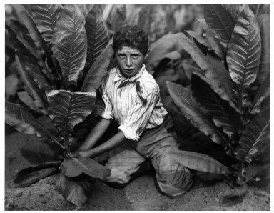 Lewis Wickes Hine (American, 1874-1940). <em>Child Labor in Tobacco Field, Connecticut</em>, 1916. Gelatin silver photograph, image: 10 1/2 x 13 1/2 in. (26.7 x 34.3 cm). Brooklyn Museum, Gift of Walter and Naomi Rosenblum, 84.237.2 (Photo: Brooklyn Museum, 84.237.2_bw.jpg)