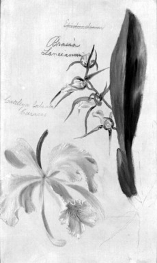 William Jacob Hays (American, 1830–1875). <em>Two Orchids, Brassia Lanceana, Cattleya Labiata</em>, 1869. Oil and graphite on canvas, 12 3/8 x 7 5/8 in. (31.4 x 19.4 cm). Brooklyn Museum, Gift of Mr. and Mrs. Leonard L. Milberg, 85.121.1 (Photo: Brooklyn Museum, 85.121.1_bw.jpg)