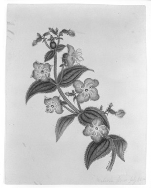 H. Lynde. <em>Rhexia Virginian</em>, 1861. Watercolor on paper Brooklyn Museum, Purchased with funds given by Mr. and Mrs. Leonard L. Milberg, 85.178.3 (Photo: Brooklyn Museum, 85.178.3_bw.jpg)