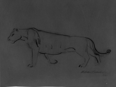 William Zorach (American, born Lithuania, 1887–1966). <em>Lioness</em>, n.d. Graphite on paper mounted to paperboard, Image: 10 7/16 x 13 13/16 in. (26.5 x 35.1 cm). Brooklyn Museum, Gift of Basil Shanahan, 85.22. © artist or artist's estate (Photo: Brooklyn Museum, 85.22_bw.jpg)