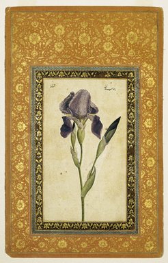 Attributed to Muhammad Zaman (Persian, active 1649–1704). <em>Blue Iris</em>, A.H. 1074/1663–1664 C.E. Ink, opaque watercolor on paper; gilded borders, Sheet: 13 1/16 x 8 3/8 in. (33.2 x 21.3 cm). Brooklyn Museum, Hagop Kevorkian Fund and Special Middle Eastern Art Fund, 86.23 (Photo: Brooklyn Museum, 86.23_IMLS_SL2.jpg)