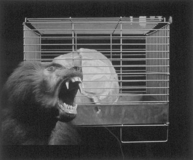 Andres Serrano (American, born 1950). <em>Caged Meat</em>, 1983. Cibachrome print, Sheet: 20 x 24 in. (50.8 x 61 cm). Brooklyn Museum, Gift of the artist, 87.208. © artist or artist's estate (Photo: Brooklyn Museum, 87.208.jpg)