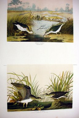 John James  Audubon (American, born Haiti, 1785-1851). <em>Spotted Sandpiper and Solitary Sandpiper</em>, 1861. Chromolithograph Brooklyn Museum, Gift of Seymour R. Husted Jr., 06.339.23a-b (Photo: Brooklyn Museum, CUR.06.339.23a-b.jpg)