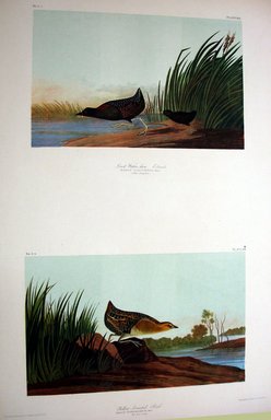 John James  Audubon (American, born Haiti, 1785-1851). <em>Least Water Hen and Yellow-breasted Rail</em>, 1861. Chromolithograph Brooklyn Museum, Gift of Seymour R. Husted Jr., 06.339.27a-b (Photo: Brooklyn Museum, CUR.06.339.27a-b.jpg)