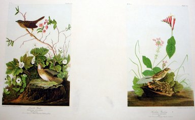 John James  Audubon (American, born Haiti, 1785-1851). <em>Lincoln Finch and Henslow's Bunting</em>, 1861. Chromolithograph Brooklyn Museum, Gift of Seymour R. Husted Jr., 06.339.31a-b (Photo: Brooklyn Museum, CUR.06.339.31a-b.jpg)