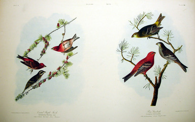 John James  Audubon (American, born Haiti, 1785–1851). <em>Crested Purple Finch and Pine Grosbeak</em>, 1861. Chromolithograph Brooklyn Museum, Gift of Seymour R. Husted Jr., 06.339.35a-b (Photo: Brooklyn Museum, CUR.06.339.35a-b.jpg)