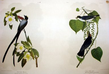 John James  Audubon (American, born Haiti, 1785-1851). <em>Fork-tailed Flycatcher and Tyrant Flycatcher</em>, 1861. Chromolithograph Brooklyn Museum, Gift of Seymour R. Husted Jr., 06.339.75a-b (Photo: Brooklyn Museum, CUR.06.339.75a-b.jpg)