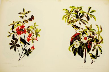 John James  Audubon (American, born Haiti, 1785-1851). <em>Swainson's Warbler and Backman's Warbler</em>, 1861. Chromolithograph Brooklyn Museum, Gift of Seymour R. Husted Jr., 06.339.78a-b (Photo: Brooklyn Museum, CUR.06.339.78a-b.jpg)