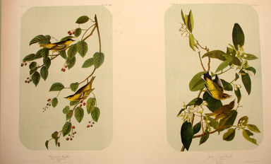 John James  Audubon (American, born Haiti, 1785–1851). <em>Carbonated Warbler and Yellow-and-Red Poll Warbler</em>, 1861. Chromolithograph Brooklyn Museum, Gift of Seymour R. Husted Jr., 06.339.79a-b (Photo: Brooklyn Museum, CUR.06.339.79a-b.jpg)