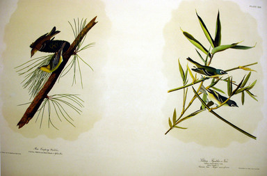 John James  Audubon (American, born Haiti, 1785-1851). <em>Pine Creeping Warbler and Solitary Flycather or Vireo</em>, 1861. Chromolithograph Brooklyn Museum, Gift of Seymour R. Husted Jr., 06.339.7a-b (Photo: Brooklyn Museum, CUR.06.339.7a-b.jpg)