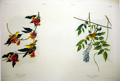 John James  Audubon (American, born Haiti, 1785–1851). <em>Rathbone Warbler and Yellow-Poll Warbler</em>, 1861. Chromolithograph Brooklyn Museum, Gift of Seymour R. Husted Jr., 06.339.80a-b (Photo: Brooklyn Museum, CUR.06.339.80a-b.jpg)