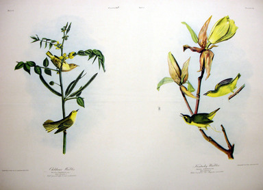 John James  Audubon (American, born Haiti, 1785-1851). <em>Children's Warbler and Kentucky Warbler</em>, 1861. Chromolithograph Brooklyn Museum, Gift of Seymour R. Husted Jr., 06.339.82a-b (Photo: Brooklyn Museum, CUR.06.339.82a-b.jpg)