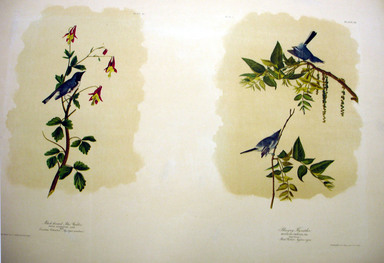 John James  Audubon (American, born Haiti, 1785–1851). <em>Black-throated Blue Warbler and Blue-Grey Flycatcher</em>, 1861. Chromolithograph Brooklyn Museum, Gift of Seymour R. Husted Jr., 06.339.83a-b (Photo: Brooklyn Museum, CUR.06.339.83a-b.jpg)