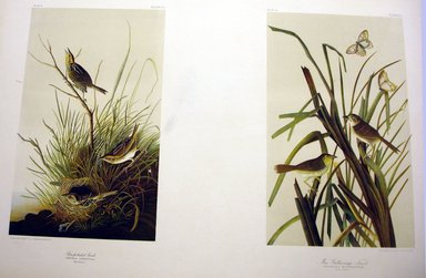 John James  Audubon (American, born Haiti, 1785-1851). <em>Sharp-tailed Finch and Mac Gillivray's Finch</em>, 1861. Chromolithograph Brooklyn Museum, Gift of Seymour R. Husted Jr., 06.339.87a-b (Photo: Brooklyn Museum, CUR.06.339.87a-b.jpg)