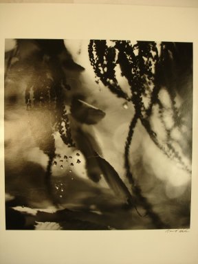 David Akiba (American, born 1940). <em>Olmsted Park, Jamaica Plain (Leaves and Branches in Bubbling Water)</em>, 1990. Gelatin silver print, image: 10 x 10 in. (25.4 x 25.4 cm). Brooklyn Museum, Gift of David M. Saks and Aron Katz, by exchange and Alfred T. White Fund, 1996.18.3. © artist or artist's estate (Photo: Brooklyn Museum, CUR.1996.18.3.jpg)