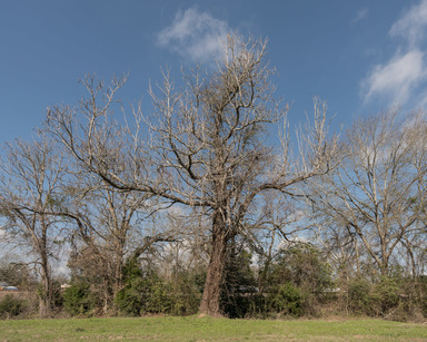 Kris Graves (American, born 1982). <em>The Lynching Location of John Hartfield (1919), Ellisville, Mississippi</em>, 2017. Inkjet print, sheet: 17 x 22 in. . Brooklyn Museum, Gift of the artist, 2017.25.5. © artist or artist's estate (Photo: Image courtesy of Kris Graves, CUR.2017.25.5_KrisGraves_photograph.jpg)