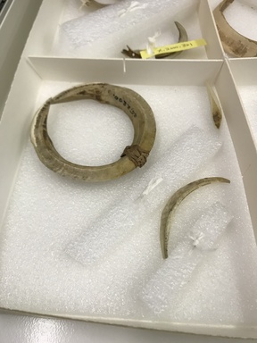  <em>Breastplate</em>. Boar tusks, fiber, 3 3/4 × 4 1/16 in. (9.5 × 10.3 cm). Brooklyn Museum, Gift of Appleton Sturgis, 35.2200. Creative Commons-BY (Photo: , CUR.35.2200_components.jpg)