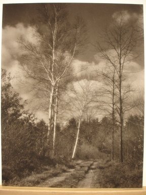 U. Stephen Johnson (American, born 1895). <em>Birches in Autumn</em>, 20th century. print, 16 3/4 × 13 in. (42.5 × 33 cm). Brooklyn Museum, Gift of the artist, 40.573 (Photo: Brooklyn Museum, CUR.40.573.jpg)