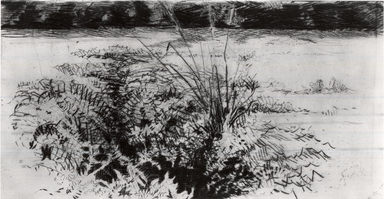 Cadwallader Washburn (American, 1866–1965). <em>Creek Ferns</em>, 1906. Drypoint on Japanese "vellum", Plate: 6 x 11 15/16 in. (15.3 x 30.3 cm). Brooklyn Museum, Dick S. Ramsay Fund, 52.60.1 (Photo: Brooklyn Museum, CUR.52.60.1.jpg)