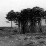 Connecticut Pines